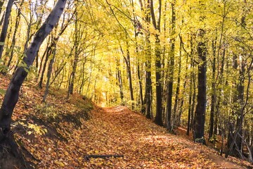 Golden Forest Path in Fall Colors, Autumn Landscape, Colorful Trees, Colorful Leaves, Autumn Forest, Fall Scenery, Nature Photography, Canon EOS 250D, Canon EOS Rebel SL3