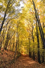 Golden Forest Path in Fall Colors, Autumn Landscape, Colorful Trees, Colorful Leaves, Autumn Forest, Fall Scenery, Nature Photography, Canon EOS 250D, Canon EOS Rebel SL3