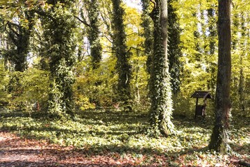 Golden Forest Path in Fall Colors, Autumn Landscape, Colorful Trees, Colorful Leaves, Autumn Forest, Fall Scenery, Nature Photography, Canon EOS 250D, Canon EOS Rebel SL3