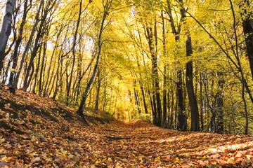Golden Forest Path in Fall Colors, Autumn Landscape, Colorful Trees, Colorful Leaves, Autumn Forest, Fall Scenery, Nature Photography, Canon EOS 250D, Canon EOS Rebel SL3