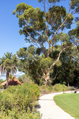 A eucalyptus tree beside the Karri Pavilion in Kings Park and Botanic Garden, Perth, Western Australia, WA, Australia