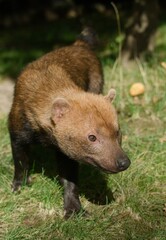 Bush dog
