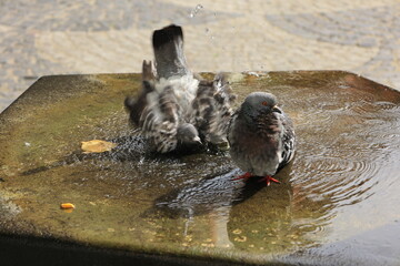 Tauben spielen mit dem Wasserstrahl von einem Brunnen