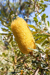 A Banksia Media flowering in Kings Park and Botanic Garden, Perth, Western Australia, WA, Australia