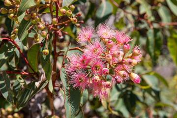 A Redflower Gum (Corymbia ficifolia ?) flowering in Kings Park and Botanic Garden, Perth, Western Australia, WA, Australia