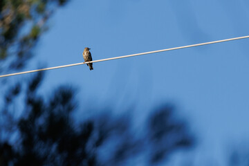Zorzal charlo (Turdus viscivorus) posado en cable  de acero en el paraje natural San Antonio de Alcoy, Espa&ntilde;a