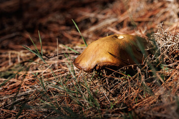 Boleto Granulado (Suillus granulatus) entre pinaza del Monte Mediterráneo, Alcoy, España
