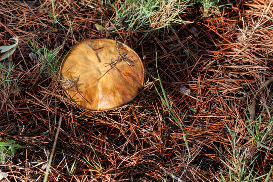Vista cenital de boleto Granulado (Suillus granulatus) entre pinaza del Monte Mediterr&aacute;neo, Alcoy, Espa&ntilde;a