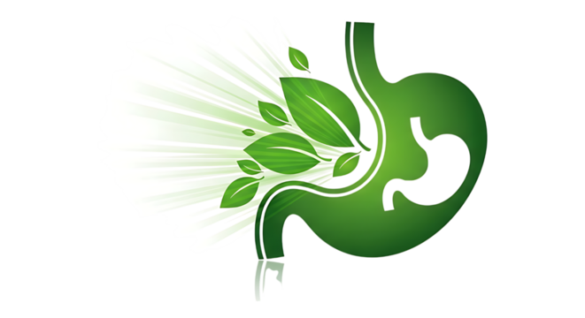 Green stomach with leaves for natural digestion isolated on transparent background