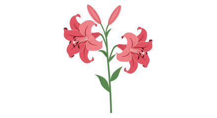 Vibrant pink lily flowers with buds on a green stem in a minimalist botanical illustration.