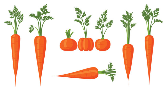 Colorful cartoon illustration featuring a variety of differently shaped and styled carrots with green leafy tops on a white background.