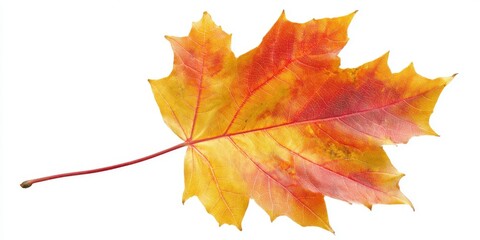 Fototapeta premium Detailed fall foliage macro showcasing nature’s warm seasonal beauty.