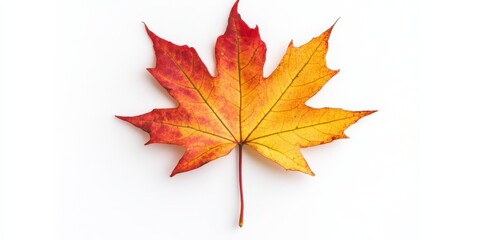Obraz premium Single maple leaf in vivid autumn tones isolated on white background.