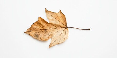 Naklejka premium Perfect neutral element for natural compositions and fall aesthetics.
