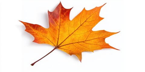 Obraz premium Single Vibrant Maple Leaf with Warm Autumn Colors Isolated on White Background