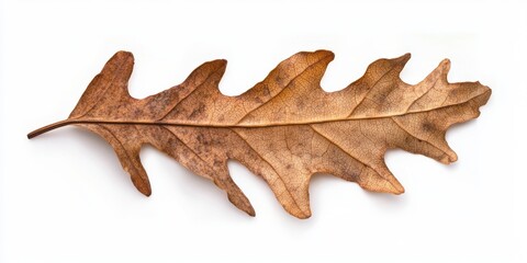 Naklejka premium Dried oak leaf with curled edges and natural brown texture isolated on white.