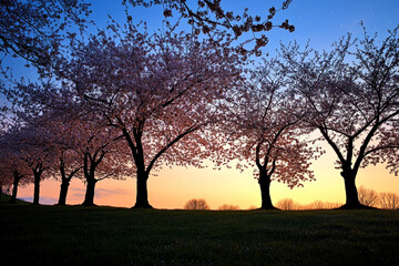 A group of cherry blossom trees in silhouette against the star-filled sky  