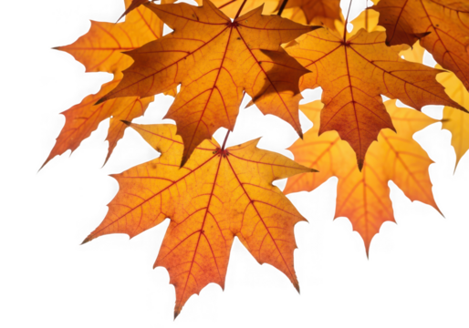Closeup of vibrant orange maple leaves visible veins, isolated on transparent background - Powered by Adobe