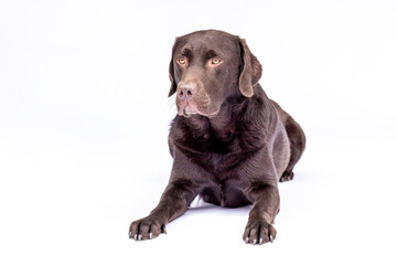 Close-up portrait of a chocolate brown Labrador Retriever against a white studio background. The dog looks calm and attentive, showcasing the breed’s friendly and intelligent character.