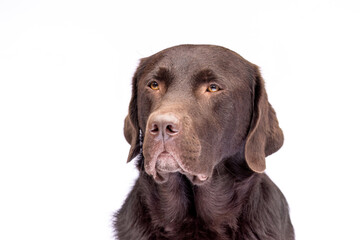 Fototapeta premium Close-up portrait of a chocolate brown Labrador Retriever against a white studio background. The dog looks calm and attentive, showcasing the breed’s friendly and intelligent character.