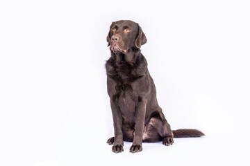 Close-up portrait of a chocolate brown Labrador Retriever against a white studio background. The dog looks calm and attentive, showcasing the breed’s friendly and intelligent character.