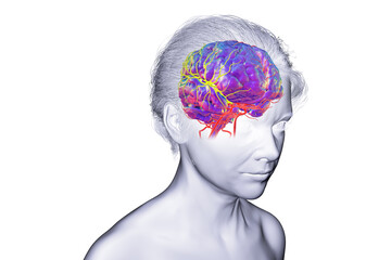 Arterial blood supply of the brain, 3D illustration