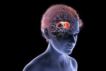 Caudate nucleus in human brain, 3D illustration