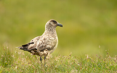 Close-up of a Great skua standing in a meadow