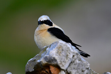 Obraz premium Eastern Black-eared Wheatear // Balkansteinschmätzer (Oenanthe melanoleuca) - Peloponnese, Greece