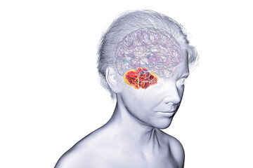 Human brain with highlighted cerebellum, 3D illustration