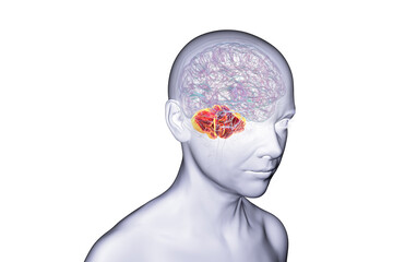 Human brain with highlighted cerebellum, 3D illustration
