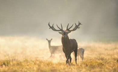 Red deer stag roaring in misty field at golden sunrise