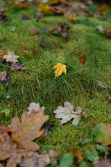 A fallen maple leaf lying on green moss in the forest during autumn