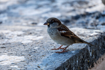 House Sparrow (Passer domesticus) on a wall, Mallorca, Balearic Islands, Spain