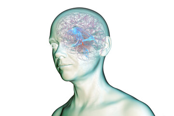 Cerebral aqueduct and ventricles, 3D illustration