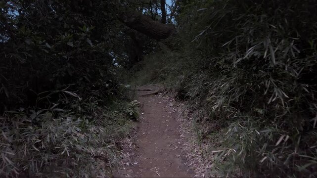 Journey through dark serene forest on tranquil pathway just before nightfall, depicted softly in gentle slow motion, Japan