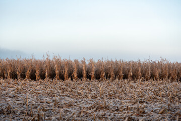 Frost-covered cornfield at sunrise on a foggy morning. Golden corn stalks, tassels, and cobs coated with ice crystals in a cold rural farm landscape Peaceful autumn to winter transition in agriculture