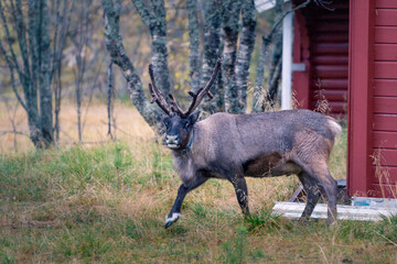 Beautiful reindeer in the lofoten