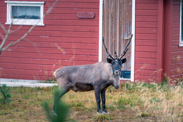 Beautiful reindeer in the lofoten