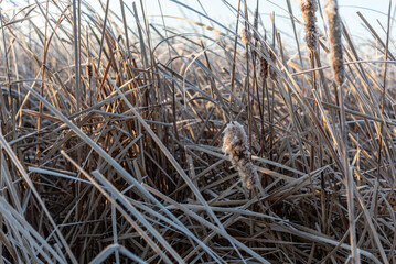 Frost-covered cattails in a winter marsh at sunrise. Frozen reeds and tall grasses sparkle in morning light on a foggy, cold day in a rural wetland landscape. Peaceful natural seasonal outdoor scene.