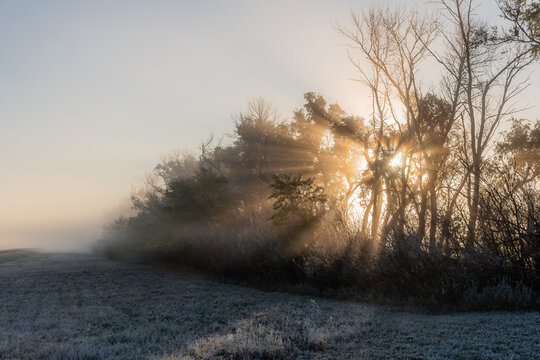 Golden sunrise through a frosty shelter belt on foggy morning. Sun rays beam through bare trees over frozen grassy field, creating warm light and misty atmosphere in a peaceful rural winter landscape