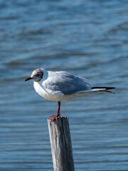 Seagull Perched on Wooden Post by the Water,Ile de Ré, Charente-Maritime, France