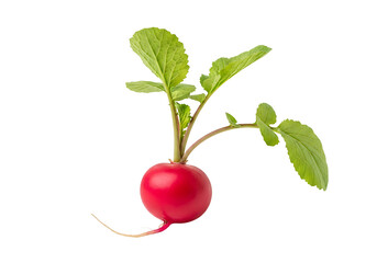 Fresh Radish with Green Leaves Isolated on White Background.