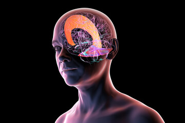 Falx cerebri and tentorium cerebelli, 3D illustration