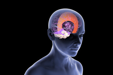 Falx cerebri and tentorium cerebelli, 3D illustration