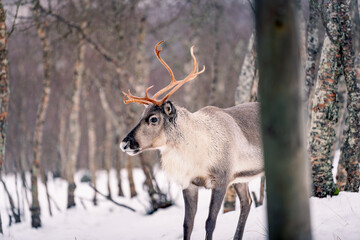 Beautiful reindeer in the Arctic polar park