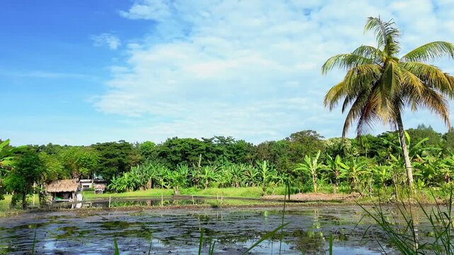 Majestic scenery of rice fields in Ubud, Bali,  reflecting beauty and tranquility of rural life in this enchanting region