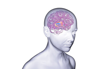 Brain fornix, 3D illustration