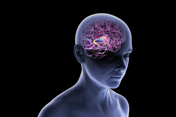 Obraz premium Brain fornix, 3D illustration