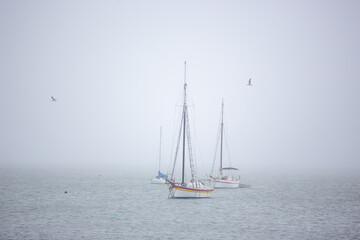 Fototapeta premium Veleiros no centro de águas enevoadas com gaivotas ao longe